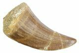 Fossil Mosasaur (Mosasaurus) Tooth - Morocco #353247-1